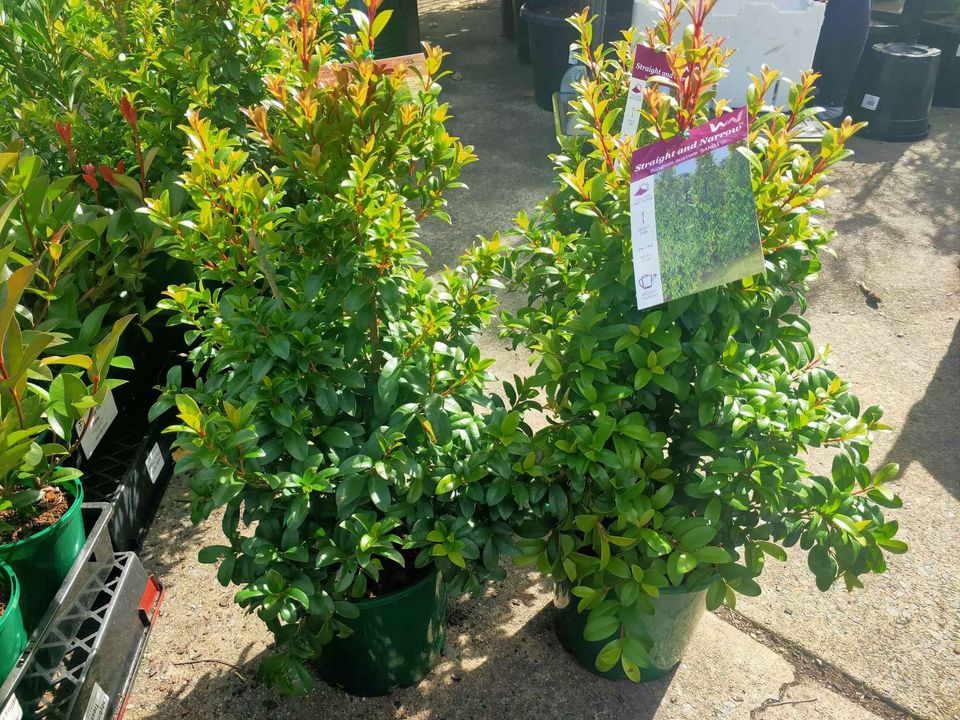 Lilly Pilly Straight and Narrow - Ladybird Nursery