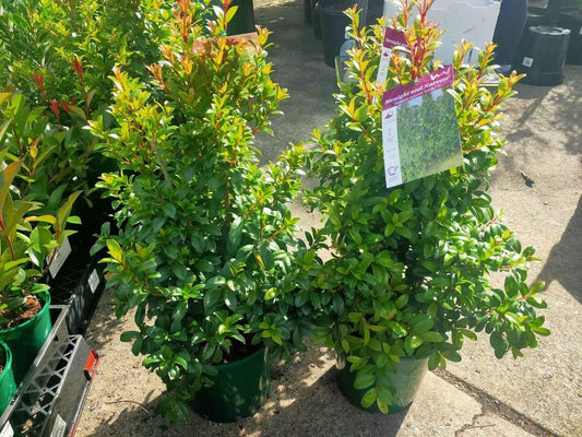 Lilly Pilly Straight and Narrow