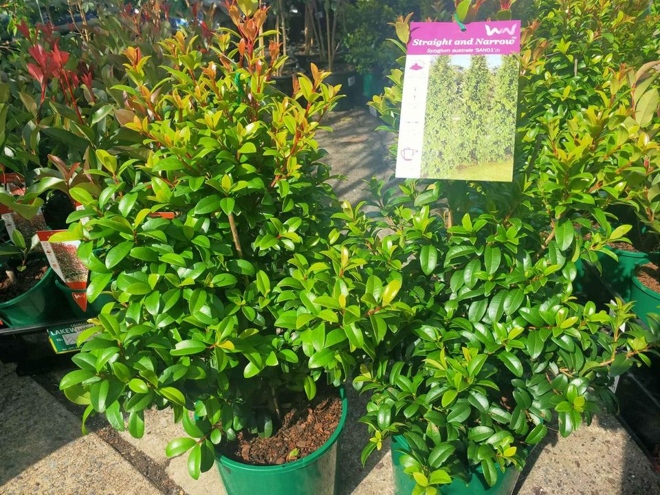 Lilly Pilly Straight and Narrow - Ladybird Nursery