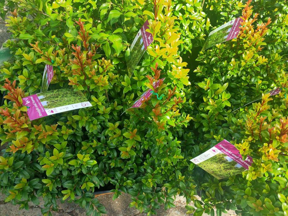 Lilly Pilly Straight and Narrow - Ladybird Nursery