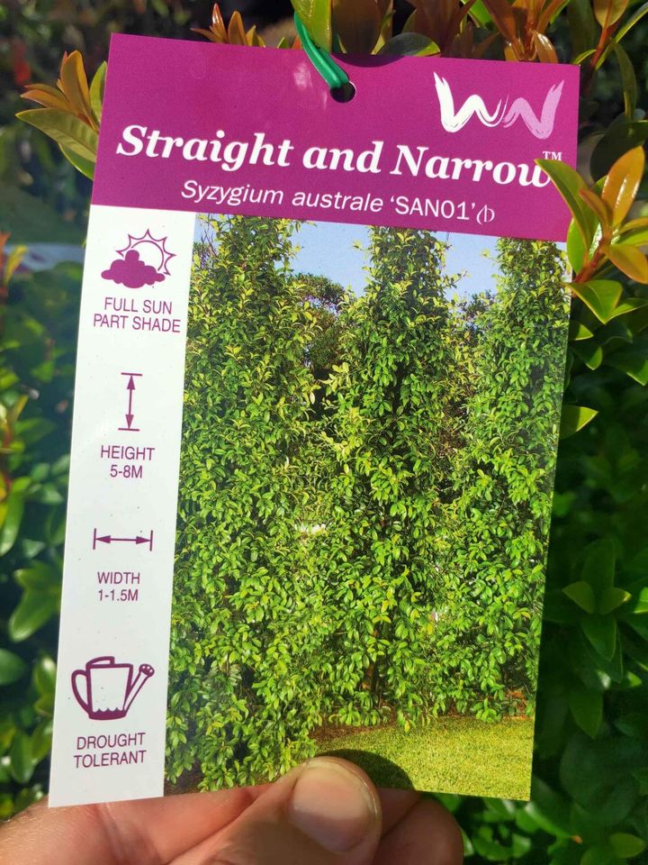 Lilly Pilly Straight and Narrow - Ladybird Nursery