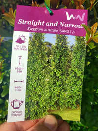 Lilly Pilly Straight and Narrow - Ladybird Nursery