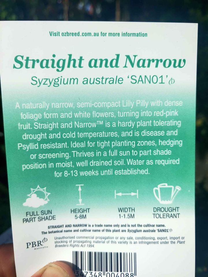 Lilly Pilly Straight and Narrow - Ladybird Nursery