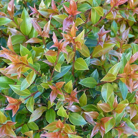 Lilly Pilly 'Bush Christmas' (Syzygium australe) - Ladybird Nursery