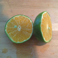 Lime 'Kassia' (QLD Only)