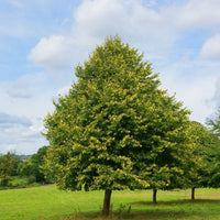 Small Leaf Lime (Tilia cordata)