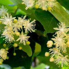 Small Leaf Lime (Tilia cordata) - Ladybird Nursery