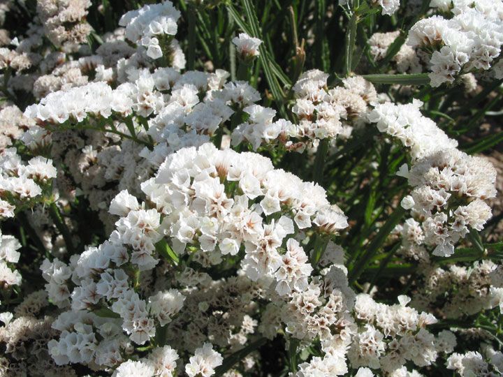 Sea Lavender Wstar Statice - White Star (Limonium perezii) - Ladybird Nursery