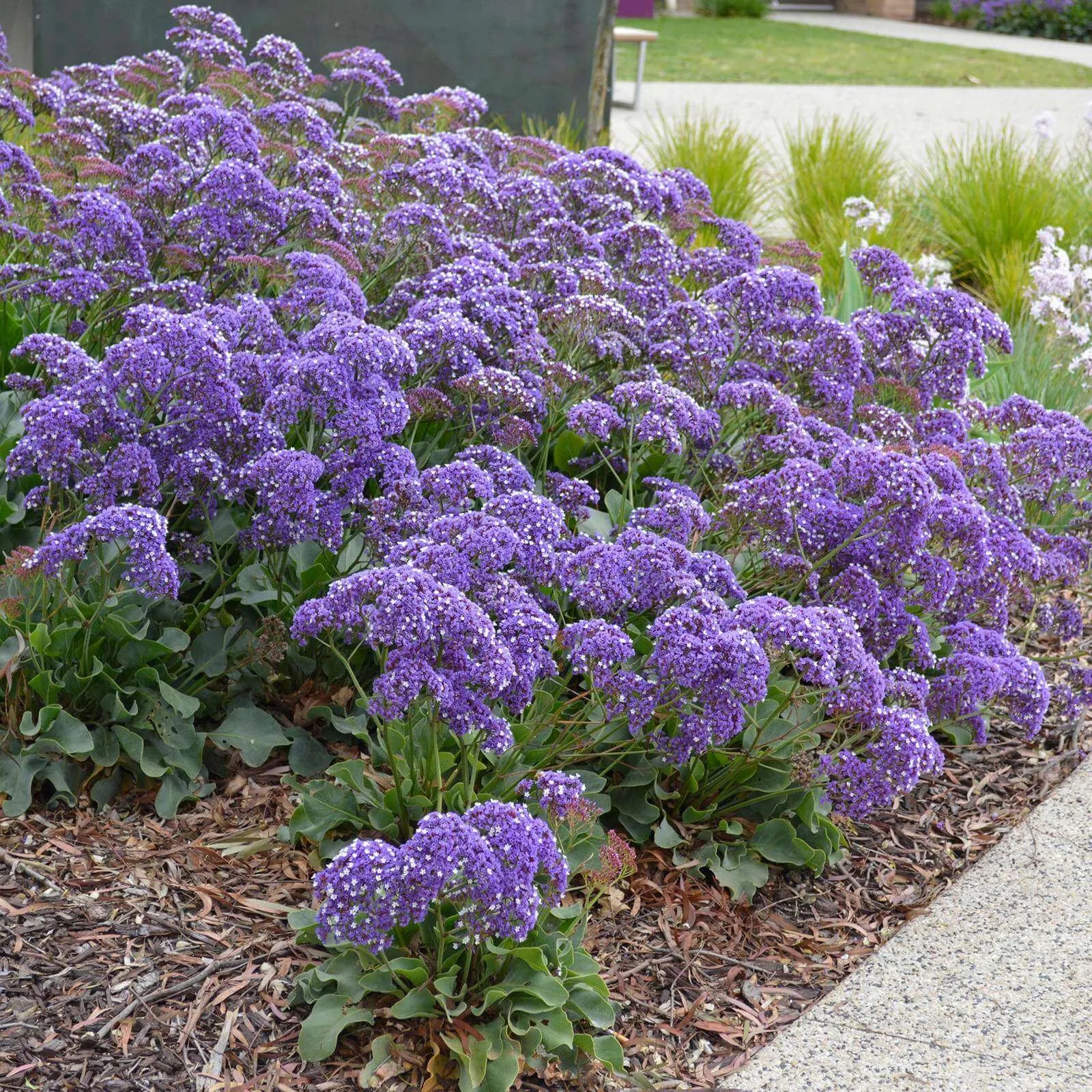 Sea Lavender Statice (Limonium perezii) - Ladybird Nursery