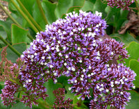 Sea Lavender Statice (Limonium perezii) - Ladybird Nursery