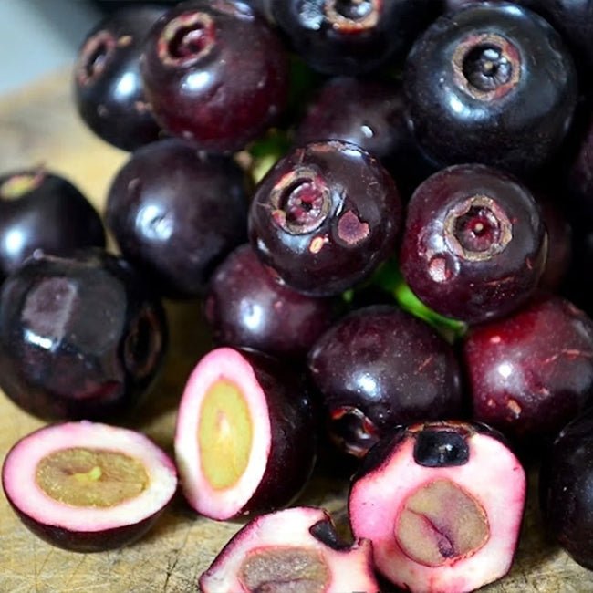 Lipote - Ladybird Nursery