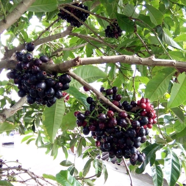 Lipote - Ladybird Nursery