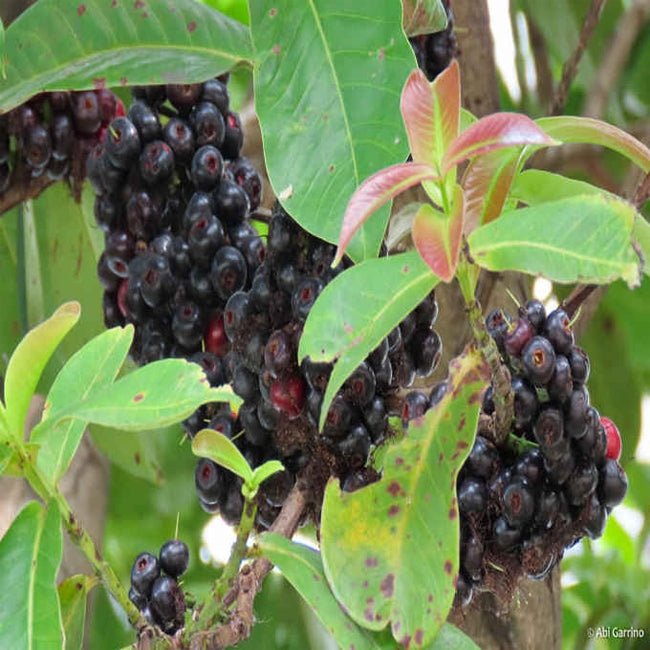 Lipote - Ladybird Nursery
