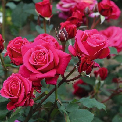 Rose Showpiece™ Berry (Rosa) - Ladybird Nursery