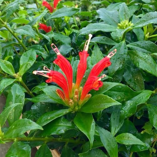 Lipstick Plant 'Flame Thrower' (Aeschynanthus) - Ladybird Nursery