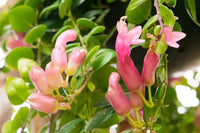 Lipstick Plant 'Thai Pink' (Aeschynanthus) - Ladybird Nursery