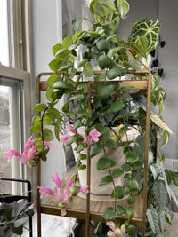 Lipstick Plant 'Thai Pink' (Aeschynanthus) - Ladybird Nursery