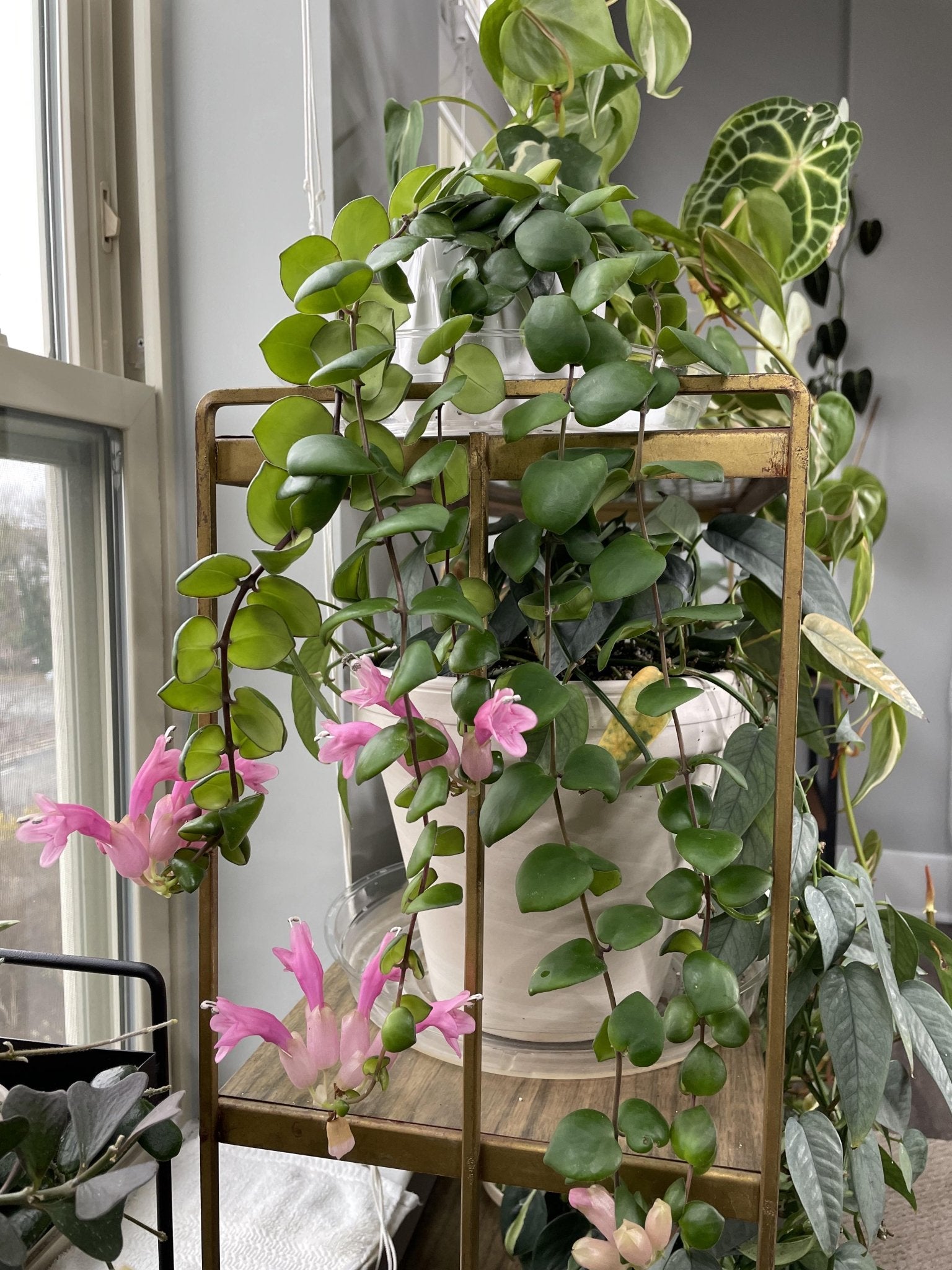 Lipstick Plant 'Thai Pink' (Aeschynanthus) - Ladybird Nursery