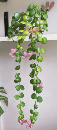 Lipstick Plant 'Thai Pink' (Aeschynanthus) - Ladybird Nursery