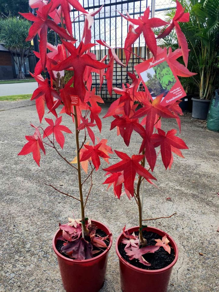 Liquidambar Maple Tree