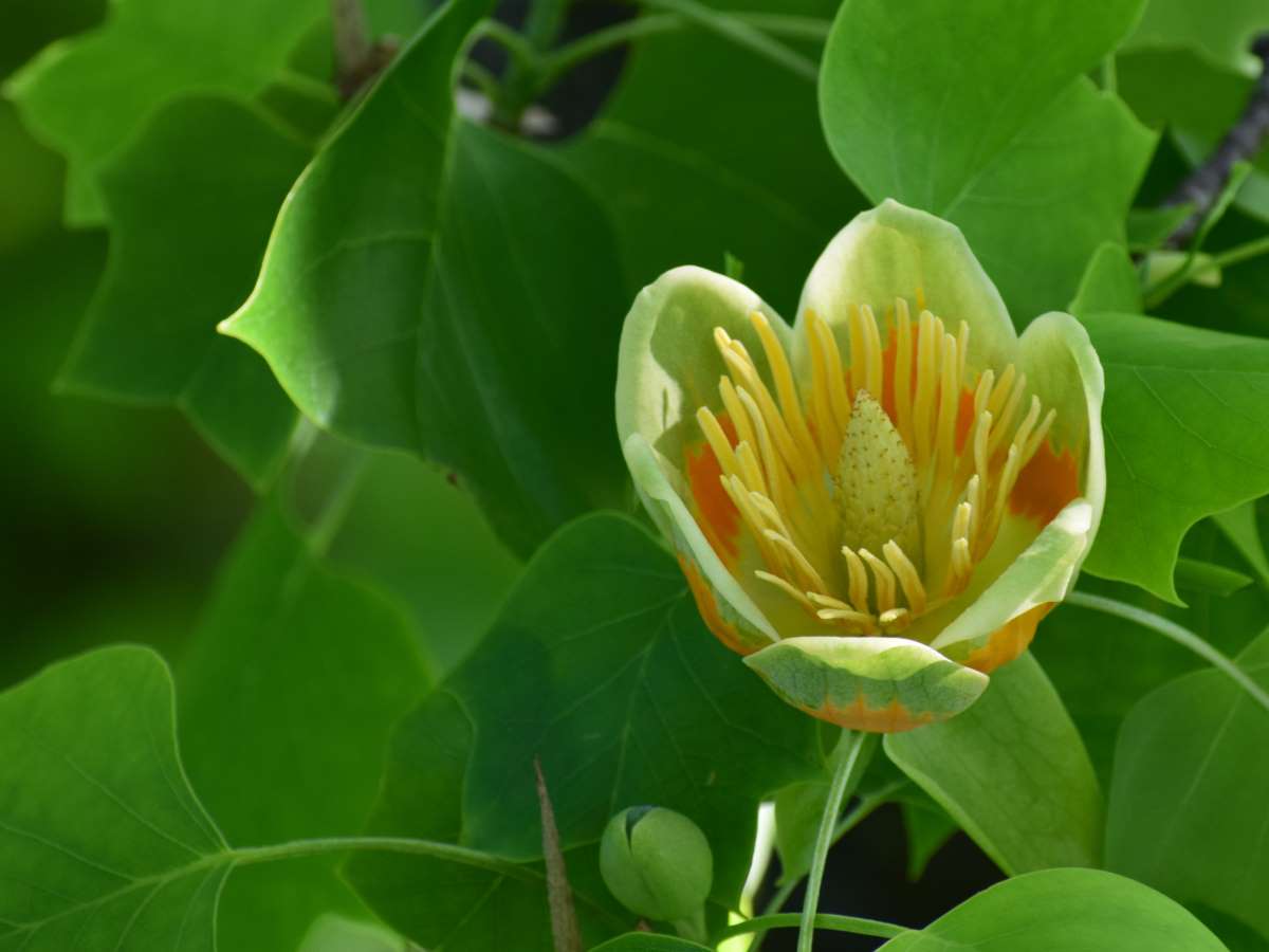 Chinese Tulip Tree (Liriodendron chinense) - Ladybird Nursery