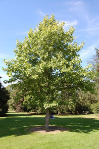 Chinese Tulip Tree (Liriodendron chinense) - Ladybird Nursery