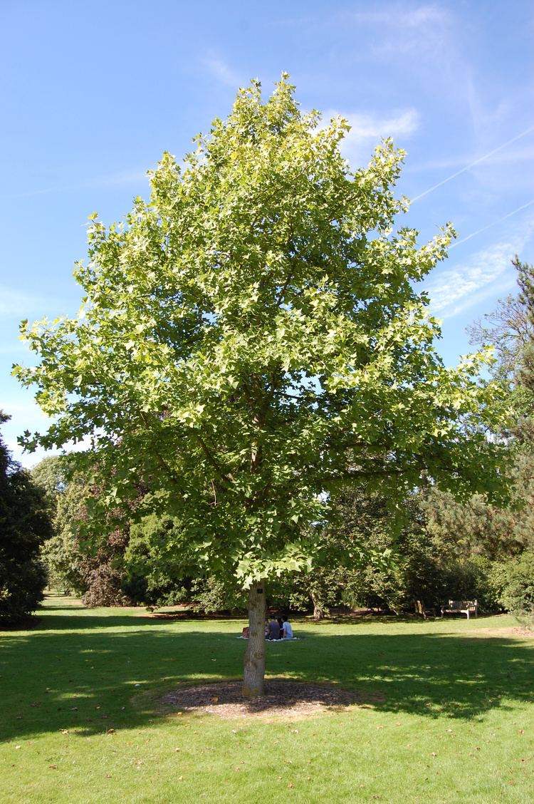 Chinese Tulip Tree (Liriodendron chinense) - Ladybird Nursery