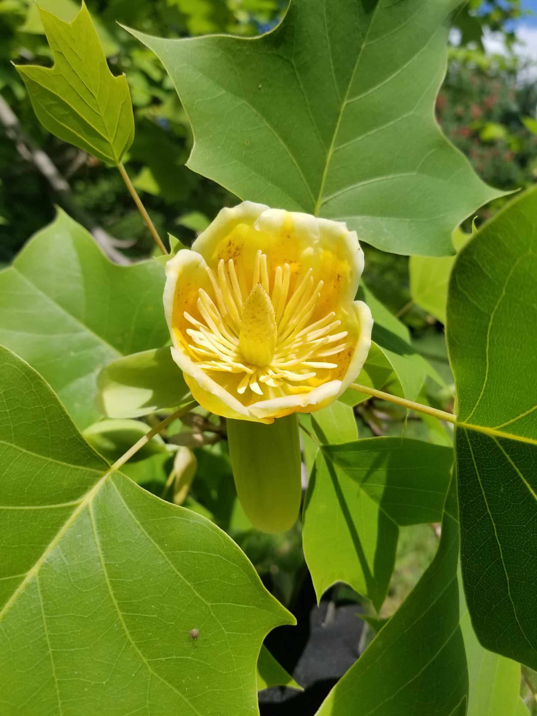 Chinese Tulip Tree (Liriodendron chinense) - Ladybird Nursery