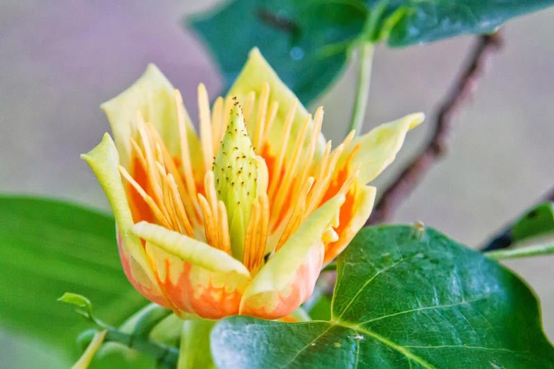 Tulip Tree (Liriodendron tulipifera) - Ladybird Nursery