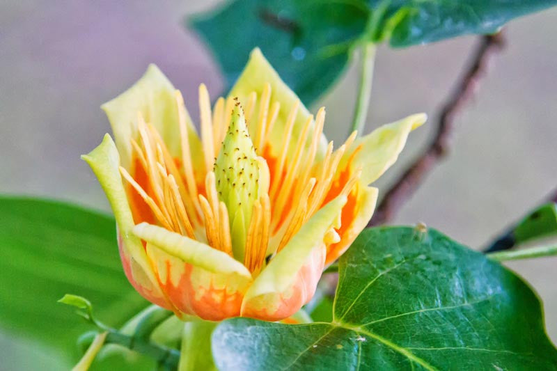 Tulip Tree (Liriodendron tulipifera)