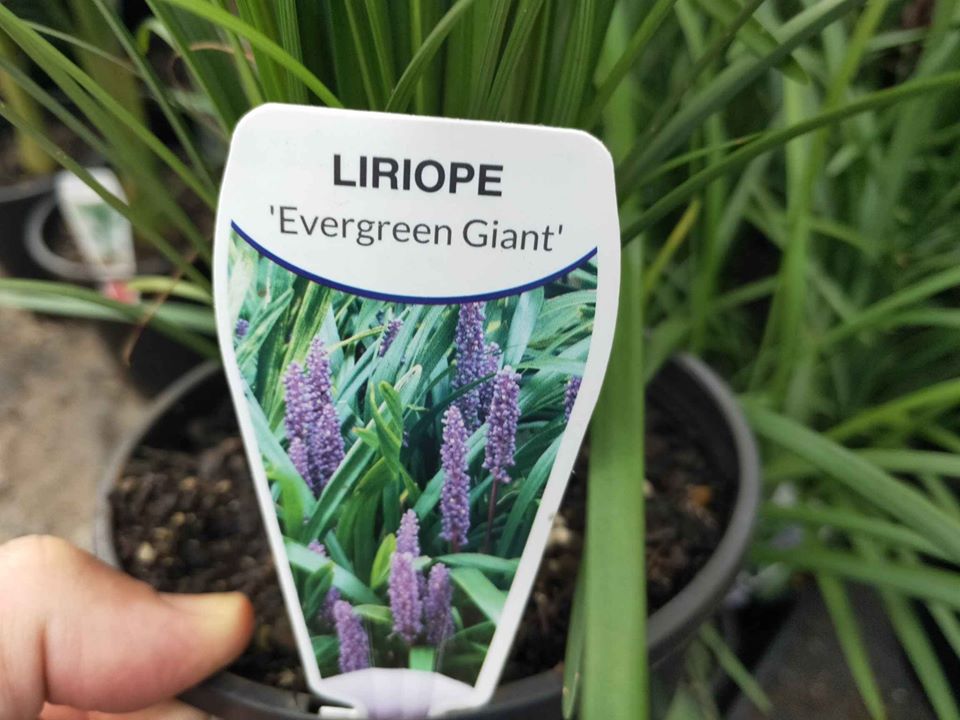 Liriope 'Evergreen Giant'