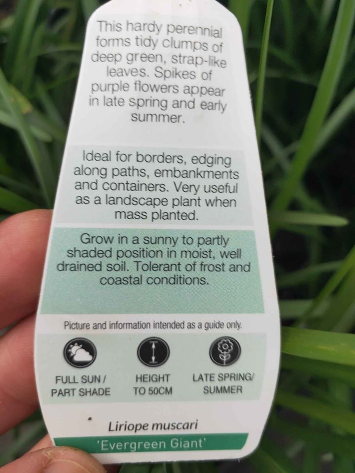 Liriope 'Evergreen Giant'