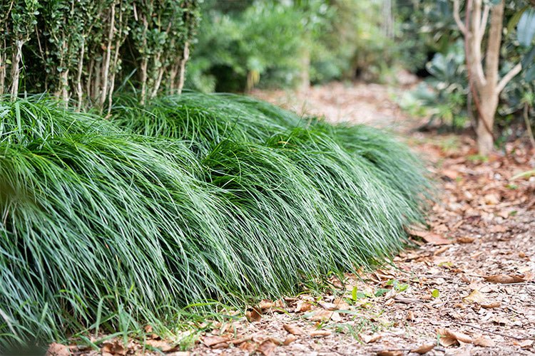 Liriope Emerald Cascade (Liriope muscari) - Ladybird Nursery