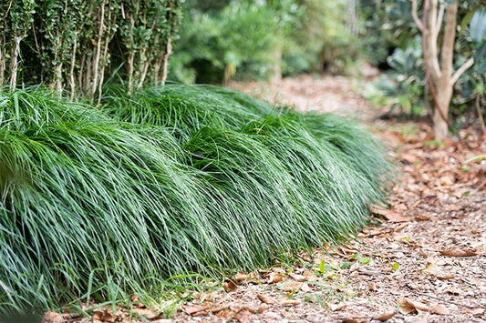 Liriope Emerald Cascade (Liriope muscari) - Ladybird Nursery