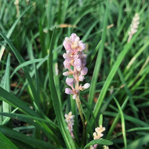 Liriope ISABELLA ® (Liriope muscari) - Ladybird Nursery