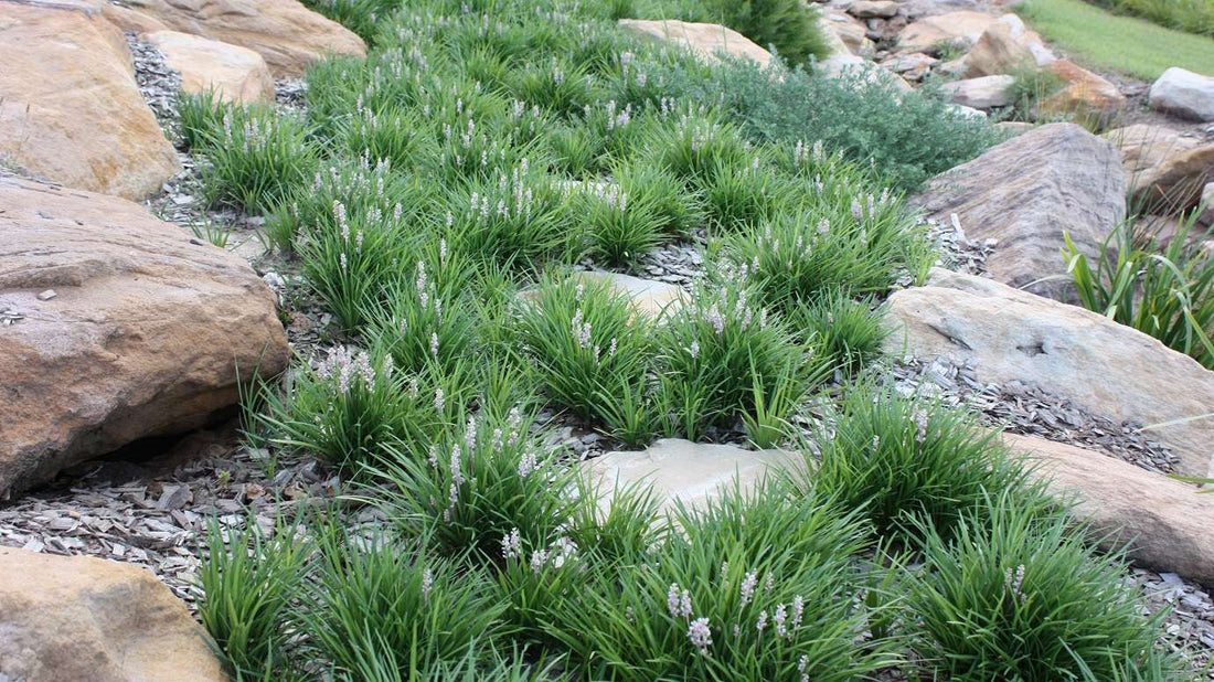 Liriope ISABELLA ® (Liriope muscari) - Ladybird Nursery