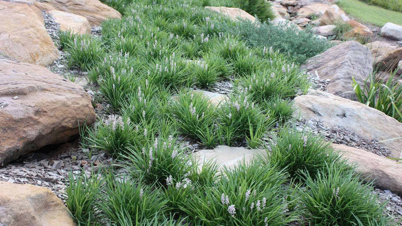 Liriope ISABELLA ® (Liriope muscari) - Ladybird Nursery