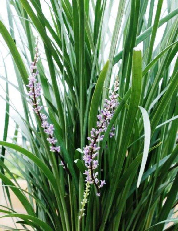 Liriope JUST RIGHT ® (Liriope muscari) - Ladybird Nursery