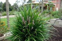Liriope ISABELLA ® (Liriope muscari) - Ladybird Nursery