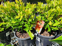 Metrosideros 'Little Dugald' (Metrosideros collina)