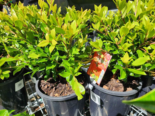 Metrosideros 'Little Dugald' (Metrosideros collina)