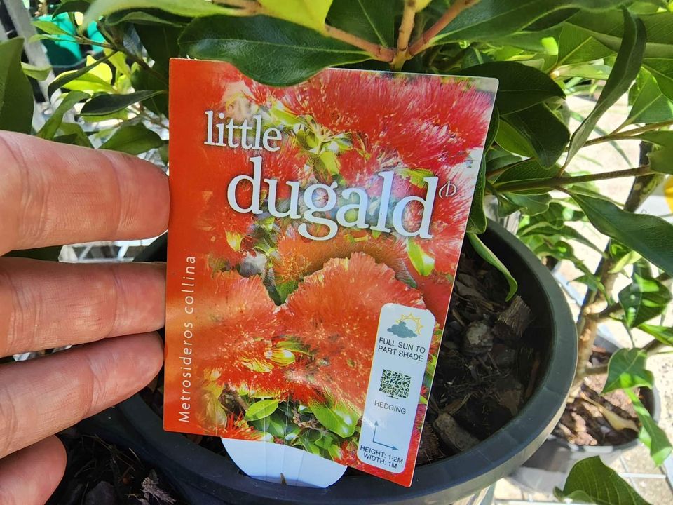 Metrosideros 'Little Dugald' (Metrosideros collina) - Ladybird Nursery