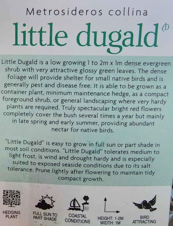 Metrosideros 'Little Dugald' (Metrosideros collina) - Ladybird Nursery