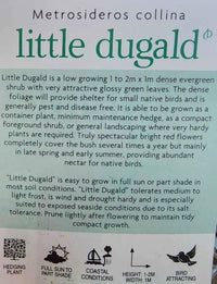 Metrosideros 'Little Dugald' (Metrosideros collina)