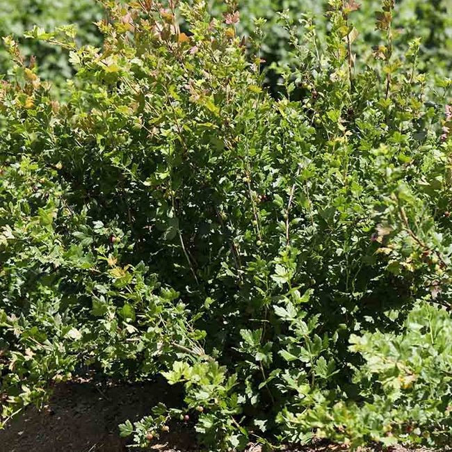 Little Gooseberry Tree - Ladybird Nursery