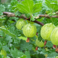 Little Gooseberry Tree
