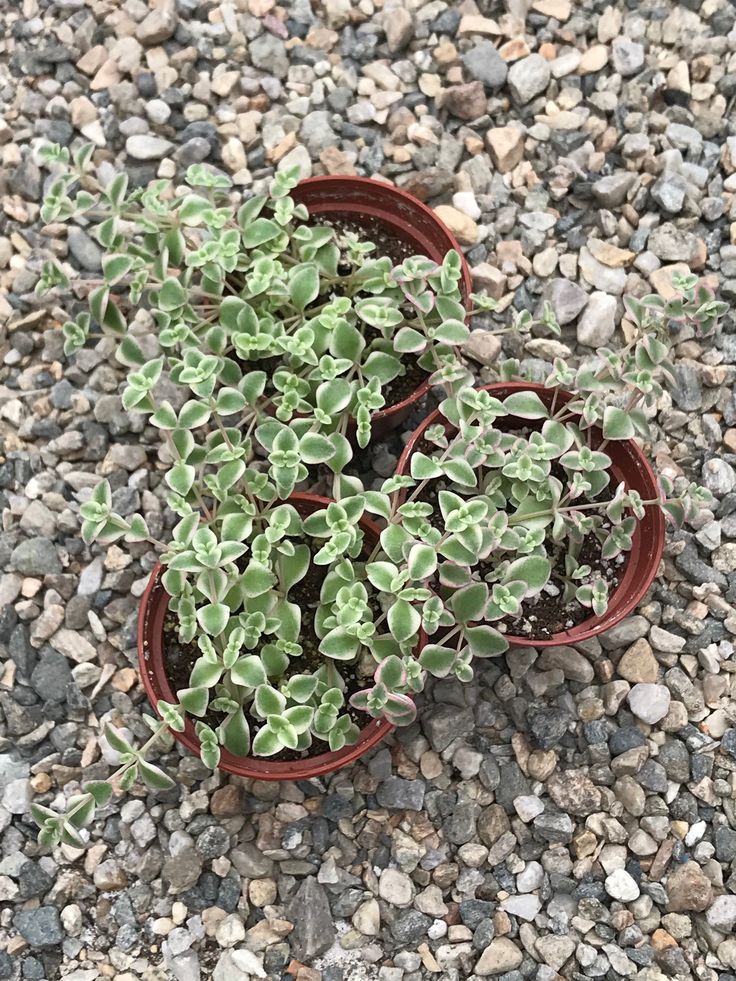 Stonecrop Little Missy (Sedum)