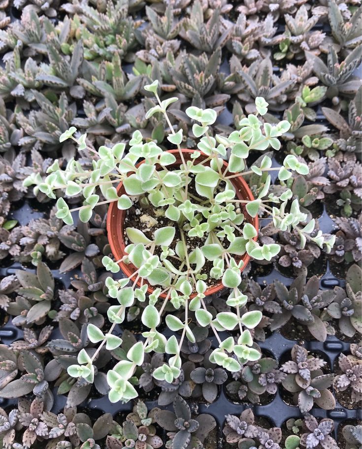 Stonecrop Little Missy (Sedum) - Ladybird Nursery