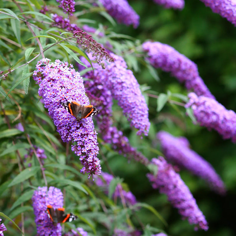 Butterfly Bush Mauve (Buddleja spp.)