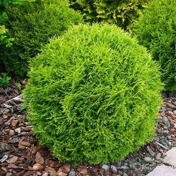 Dwarf Arborvitae Little Champion (Thuja occidentalis) - Ladybird Nursery